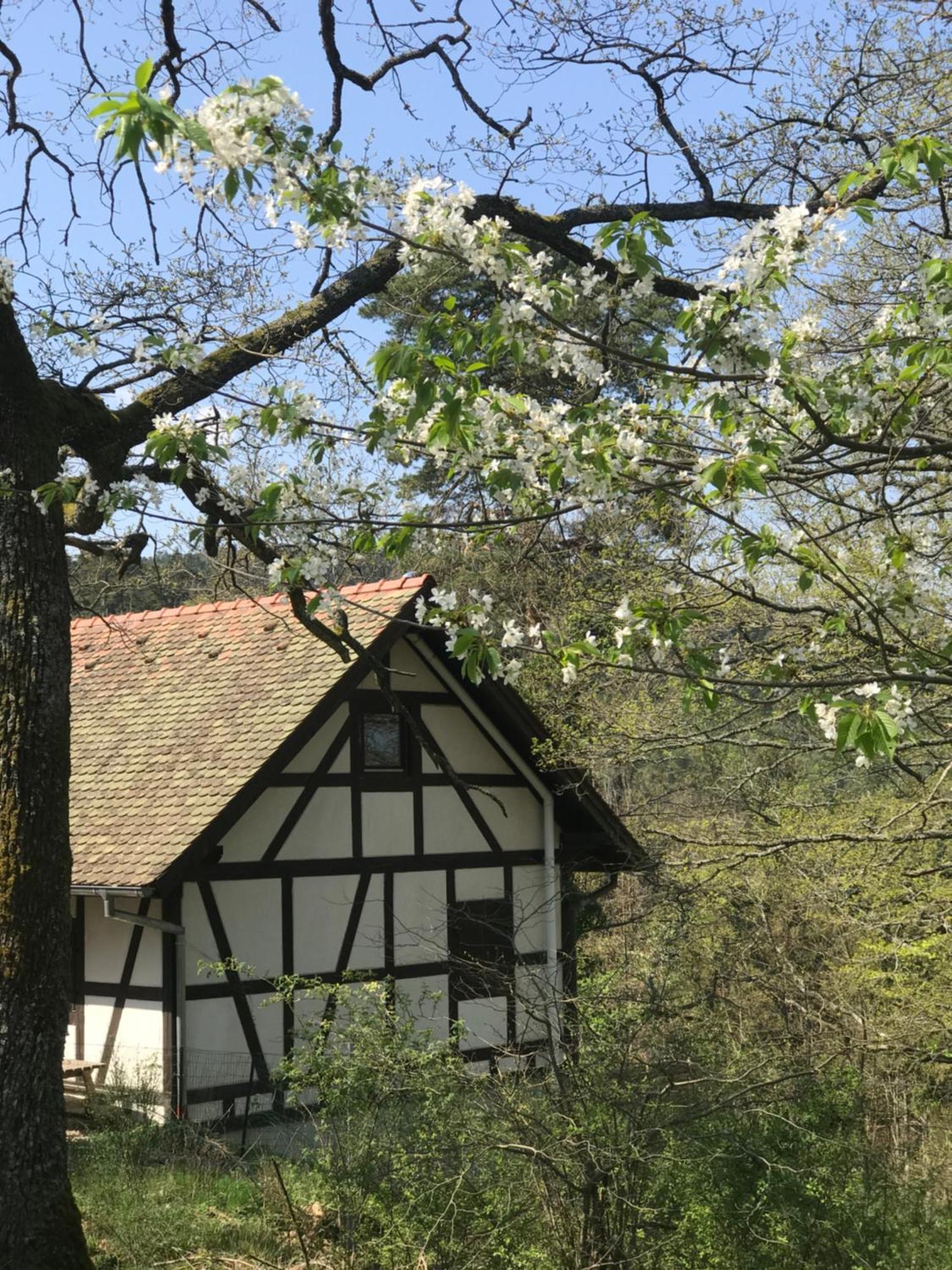 Logis Du Haut-Koenigsbourg Thannenkirch Værelse billede